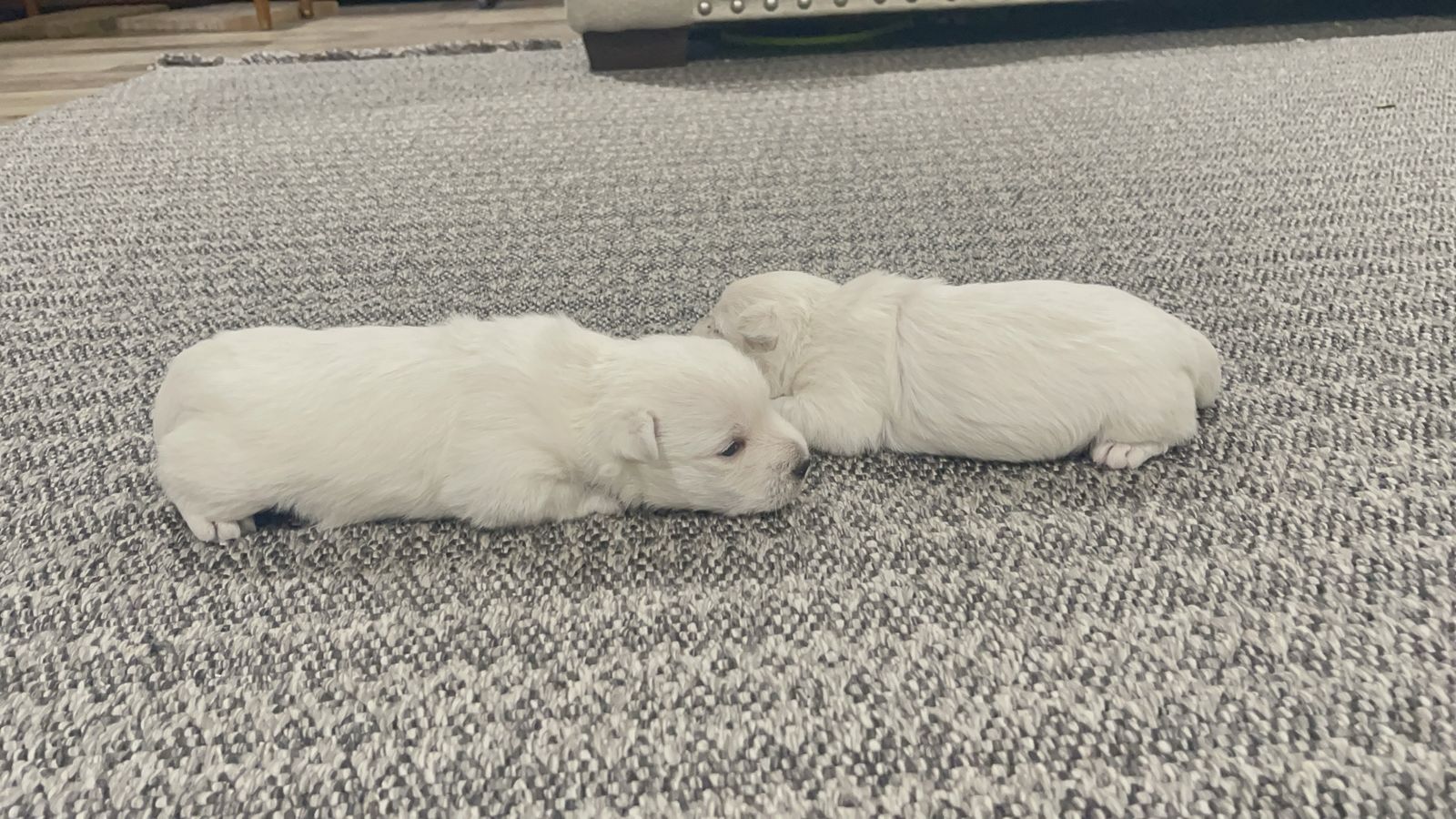 AKC Westie Puppies! 1M/1F. Ready August 14th.