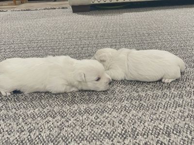 AKC Westie Puppies! 1M/1F. Ready August 14th.