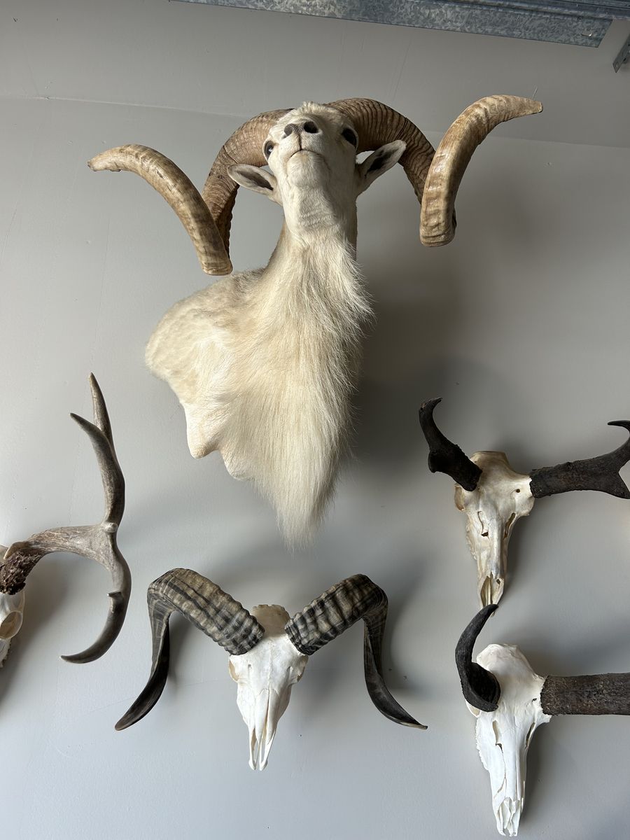 Texas dall sheep mount with other sheep euro