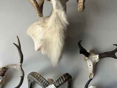 Texas dall sheep mount with other sheep euro