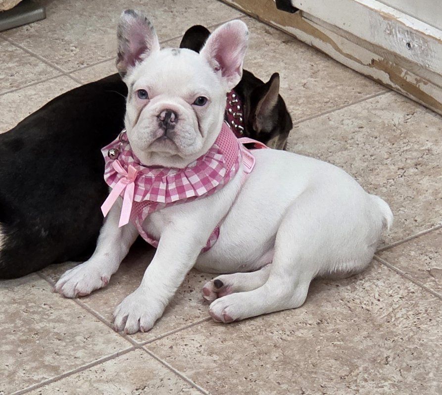 Female french bulldog