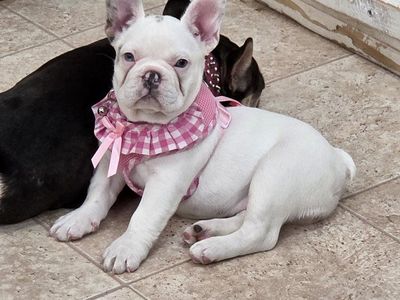Female french bulldog