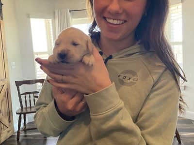 AKC Golden Retriever puppies!