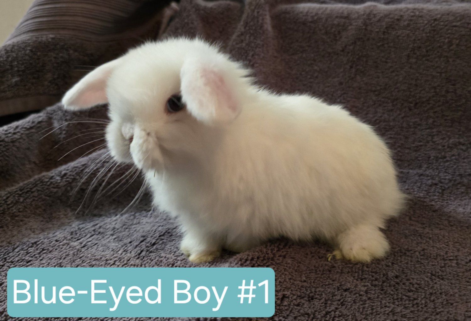 Holland Lops - Girls & Boy