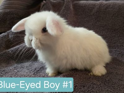 Holland Lops - Girls & Boy