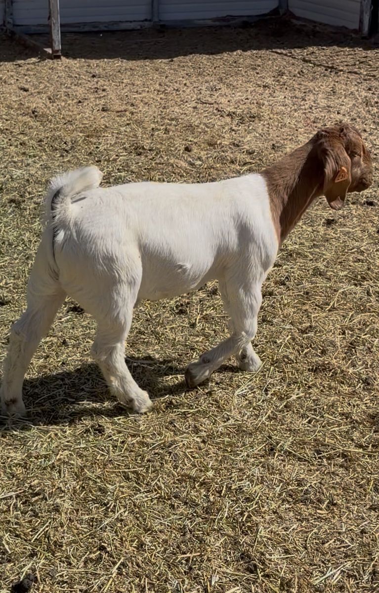 FOUNDATION HERDSIRE PROSPECT