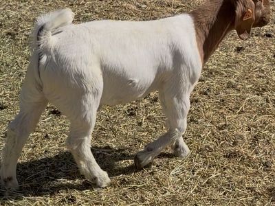 FOUNDATION HERDSIRE PROSPECT