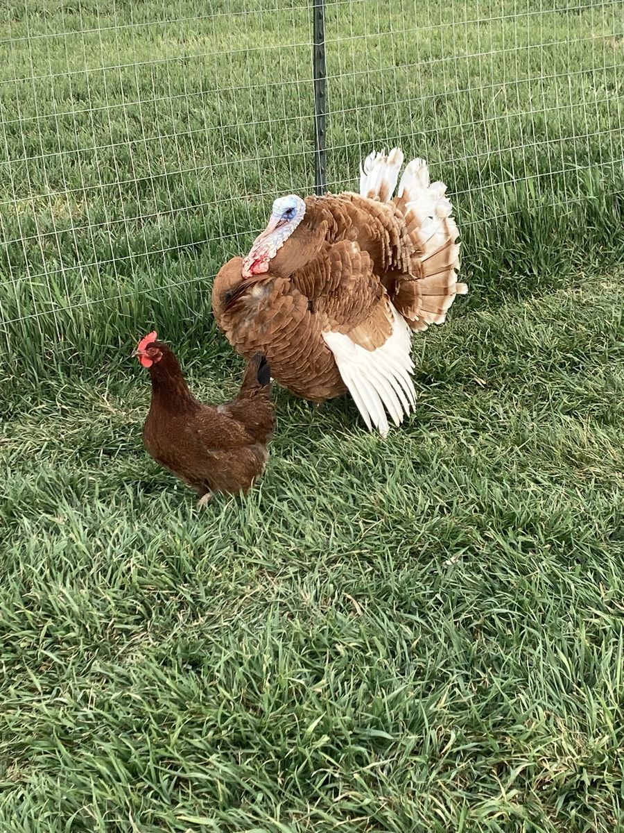 Bourbon Red and Bronze Turkeys