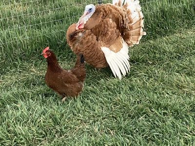Bourbon Red and Bronze Turkeys