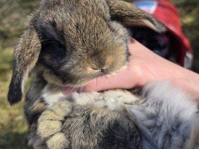 Baby Mini Lop Bunny Rabbits