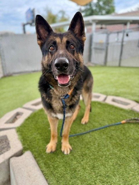 A164252 Soup, Available for Adoption