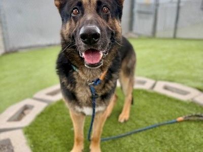 A164252 Soup, Available for Adoption