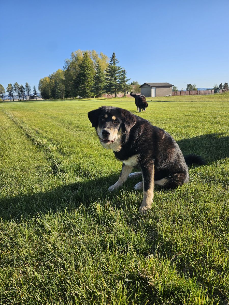 Tibetan mastiff mix 8 month old puppies