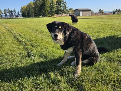 Tibetan mastiff mix 8 month old puppies