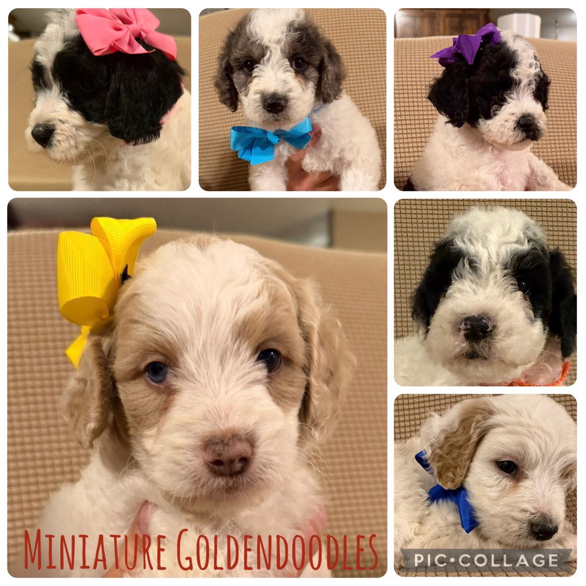 Miniature Goldendoodle Puppies