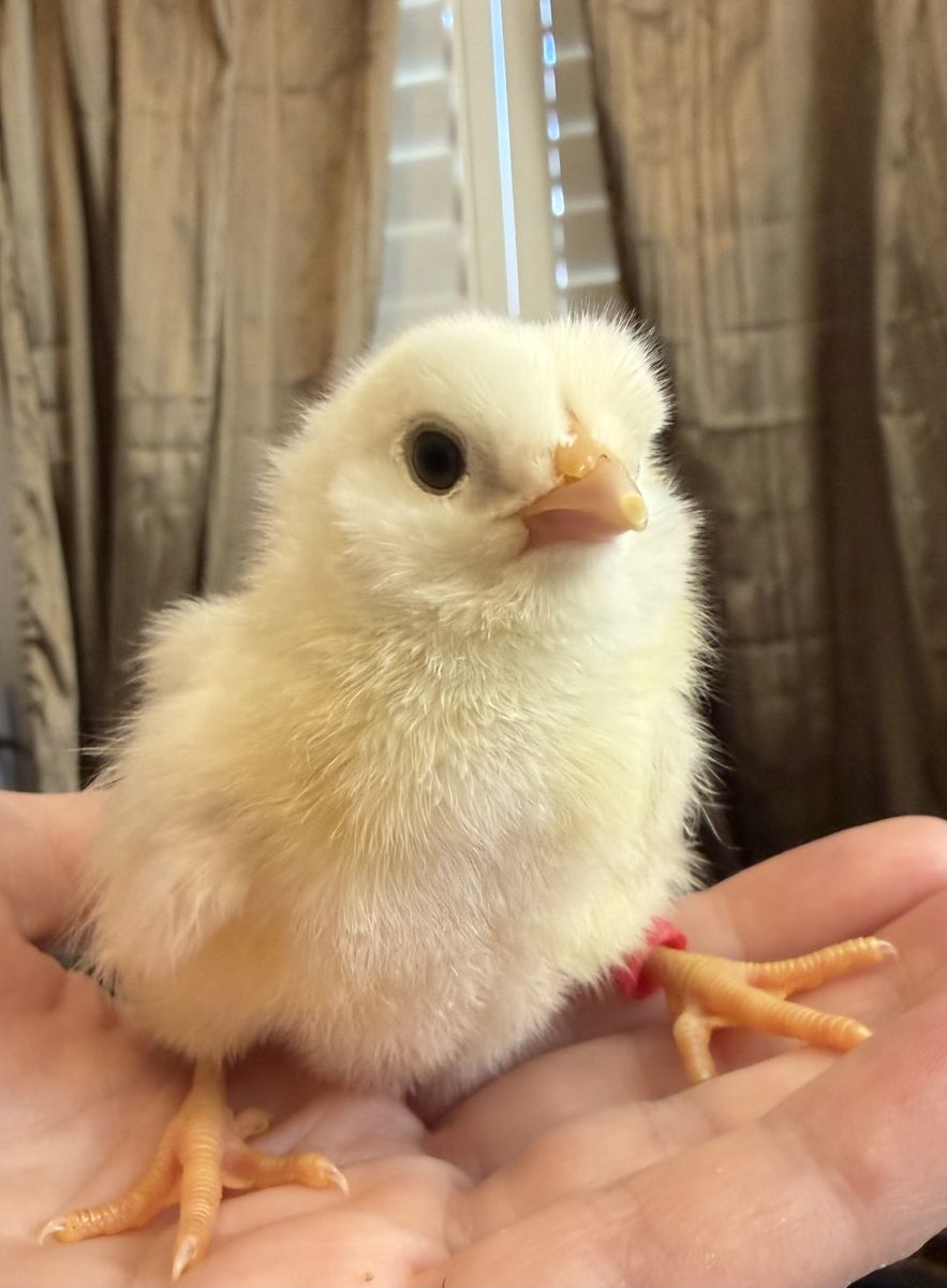 Ameraucana chicks for sale