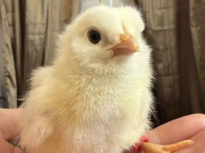Ameraucana chicks for sale