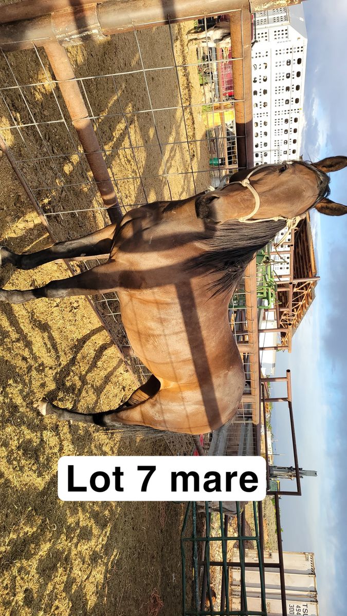 Bay mare