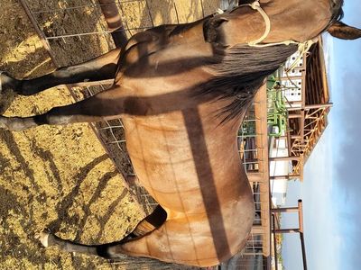 Bay mare