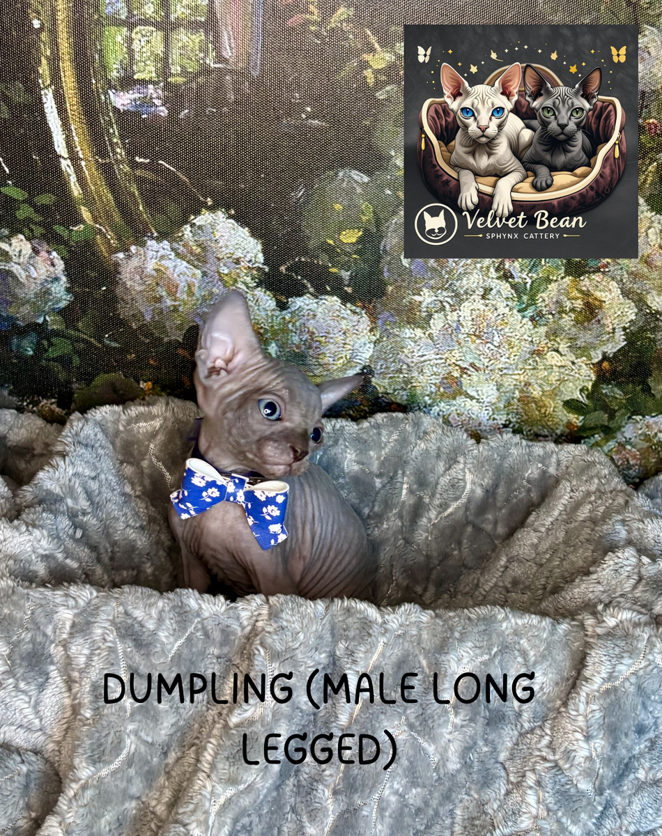 Sphynx & Bambino Kittens - Only 3 Cuties Left!