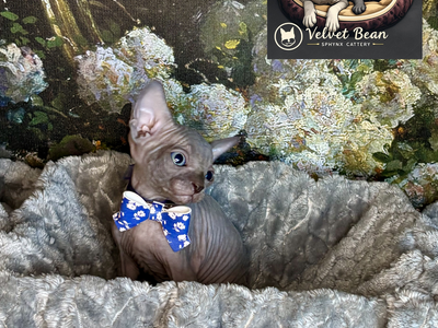 Sphynx & Bambino Kittens - Only 3 Cuties Left!
