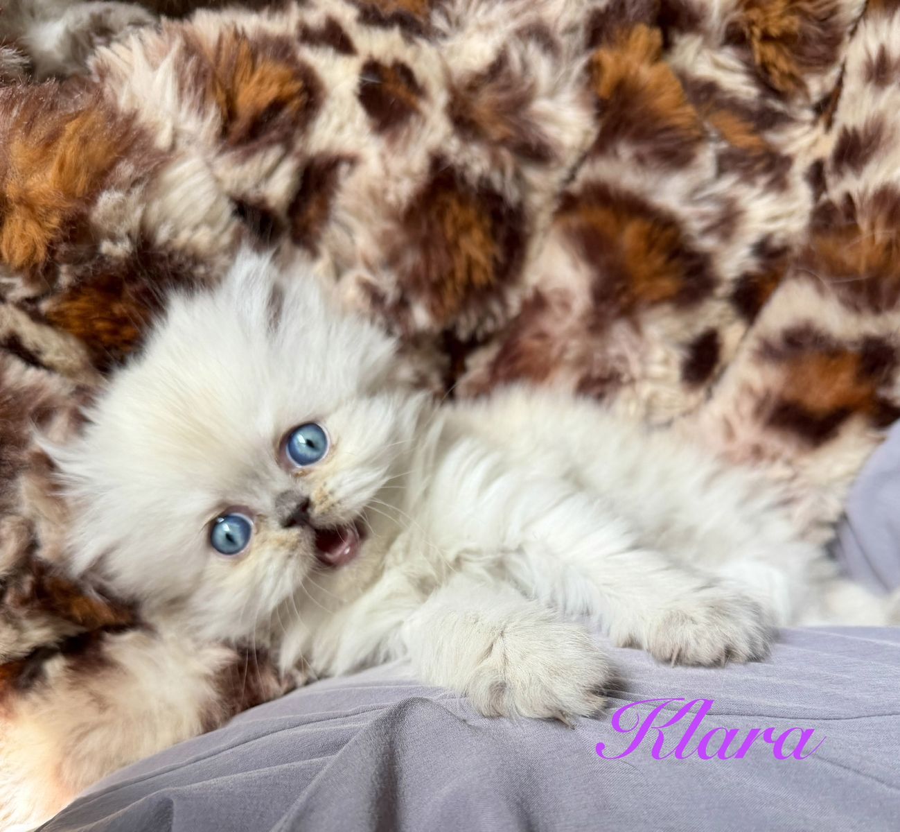 Purebred Persian Kittens!