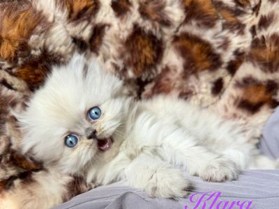 Purebred Persian Kittens!