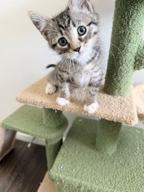 A162250 Brezel is Available for Adoption!