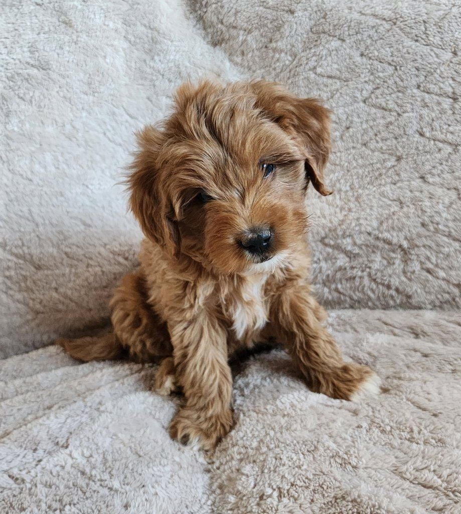 micro mini Goldendoodle puppies, Golden Doodle