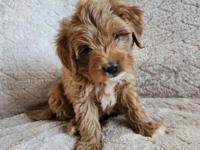 micro mini Goldendoodle puppies, Golden Doodle