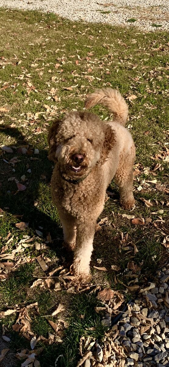 Goldendoodle