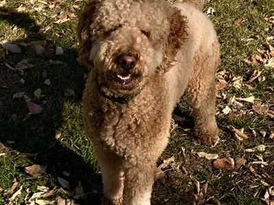 Goldendoodle