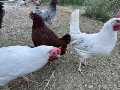 Chickens, hens and roosters