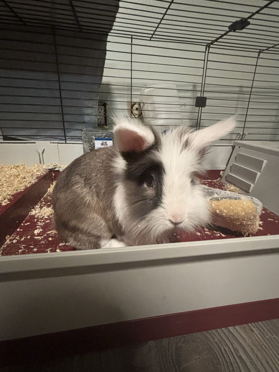 6yr old bunny 