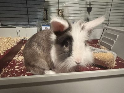 6yr old bunny