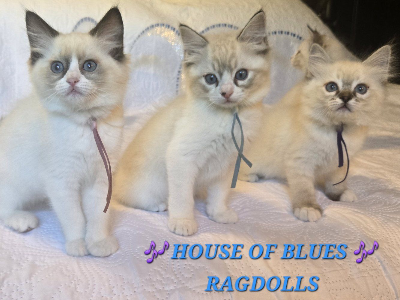 RAGDOLL KITTENS Purbred TICA Registered