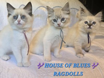 RAGDOLL KITTENS Purbred TICA Registered