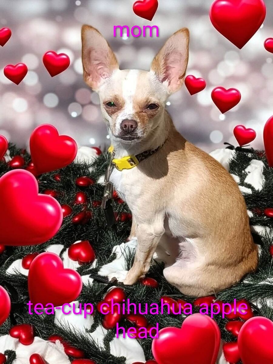 tea-cup chihuahua  puppies