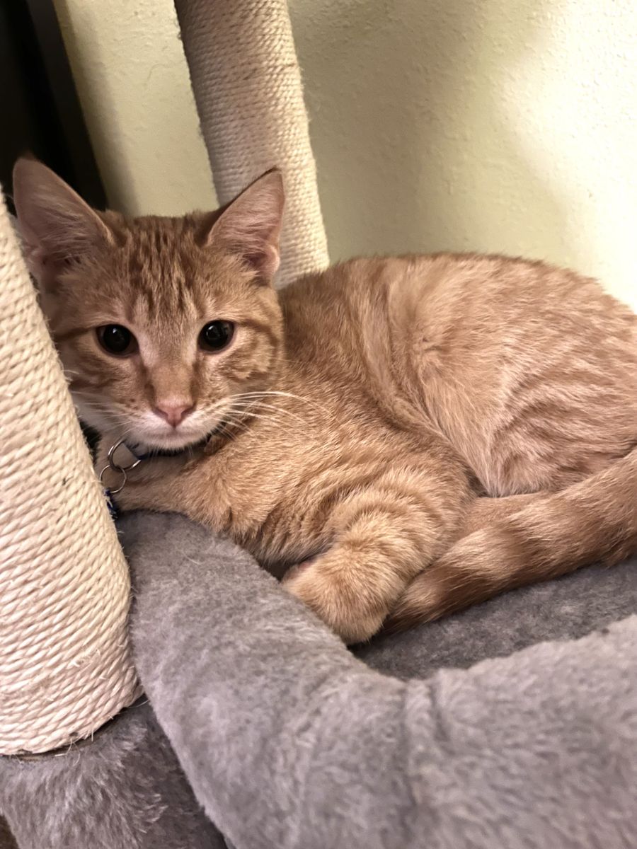 We need fosters for our kitties!!