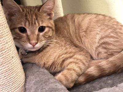 We need fosters for our kitties!!