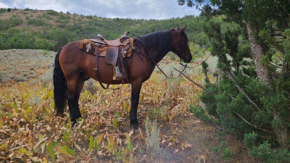 Draft Cross Gelding