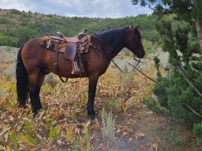 Draft Cross Gelding