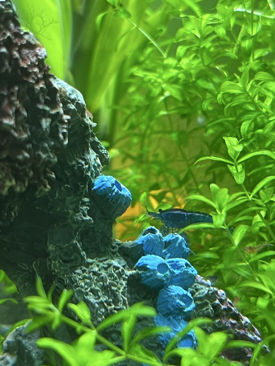 Neocaridina Cherry/Rainbow Shrimp - Freshwater Aquarium Shrimp