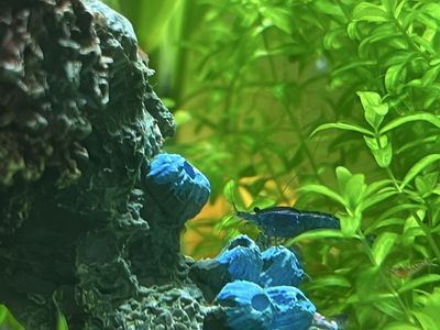 Neocaridina Cherry/Rainbow Shrimp - Freshwater Aquarium Shrimp