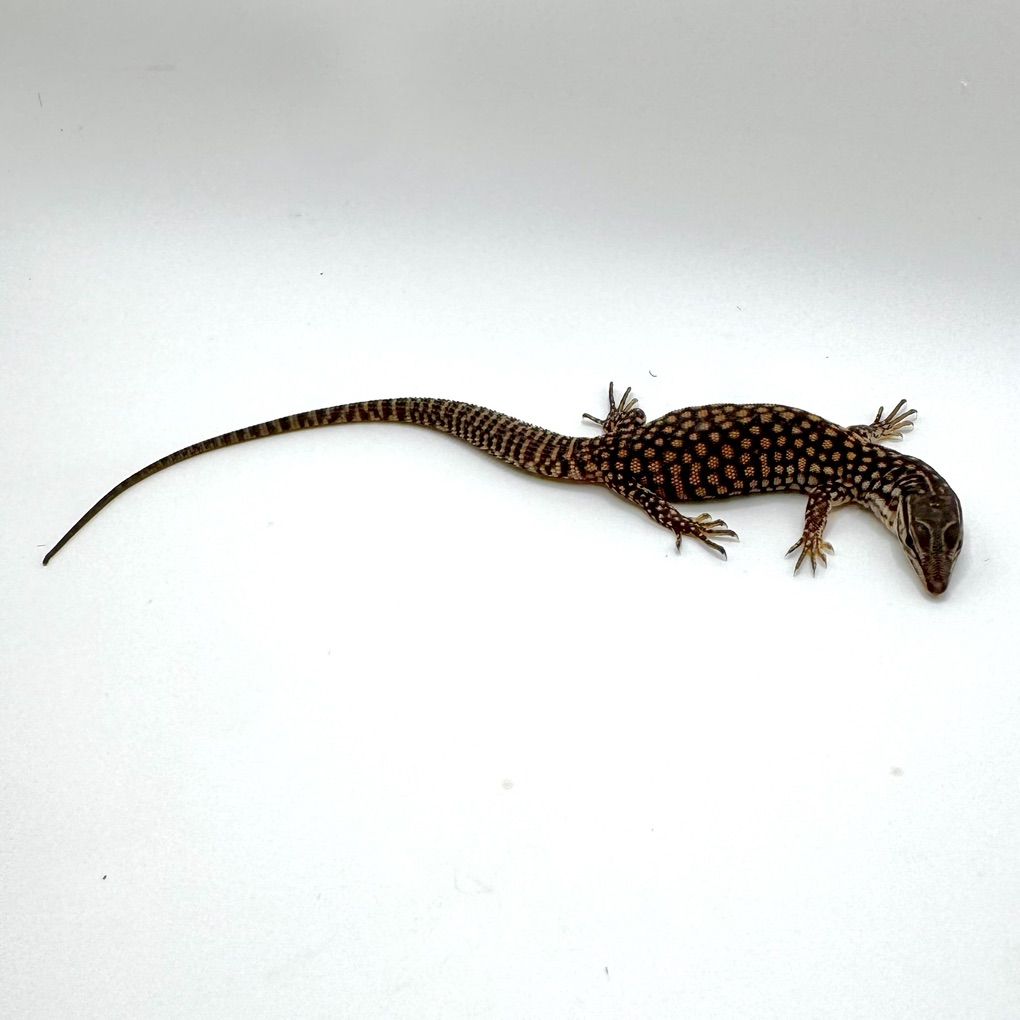 Main image 2
