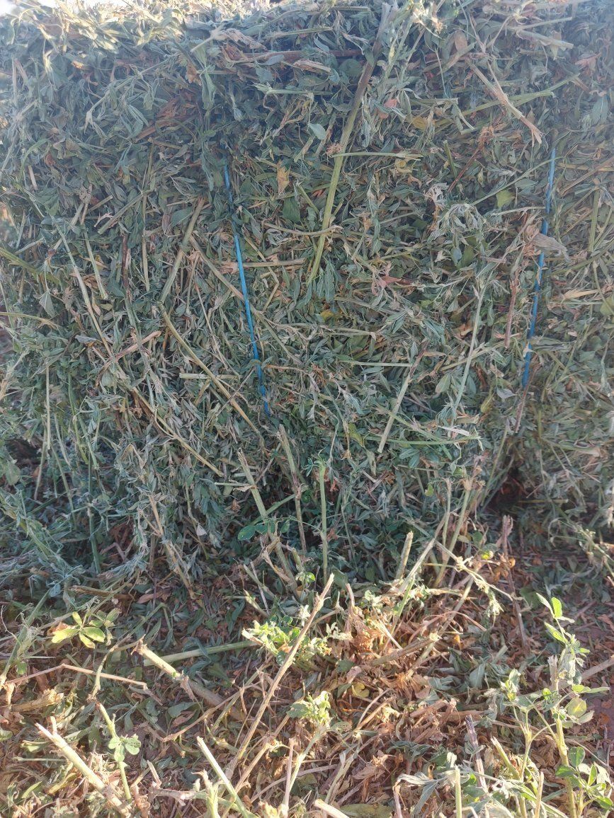 Horse quality alfalfa