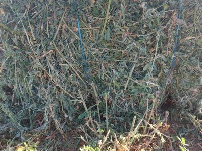 Horse quality alfalfa
