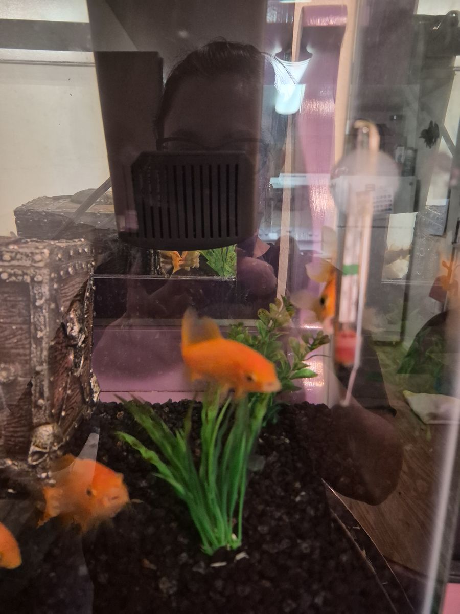 FREE gold fish