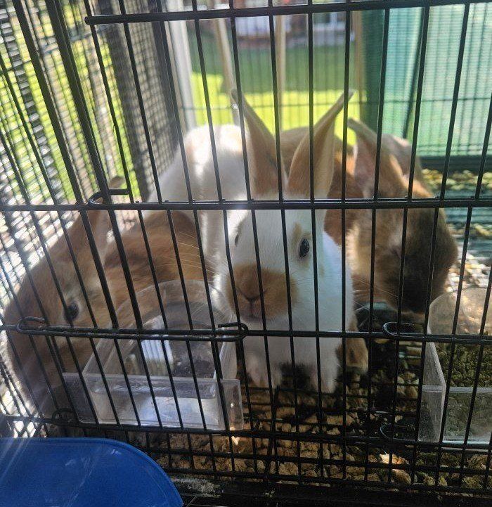 Baby Bunnies
