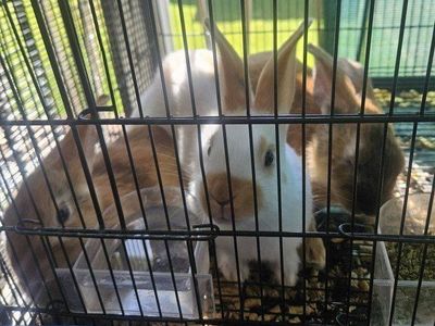 Baby Bunnies